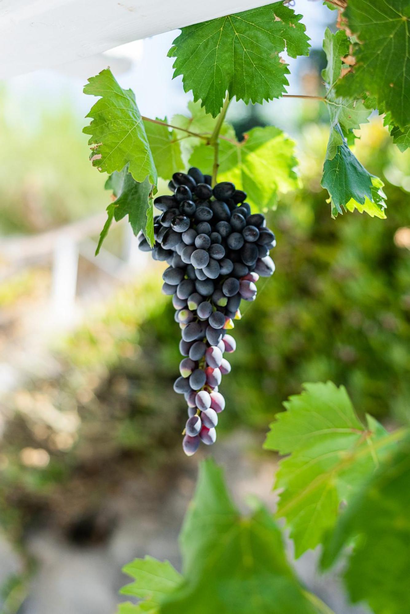 Casa rural Kostantakis Winery Estate Pollonia