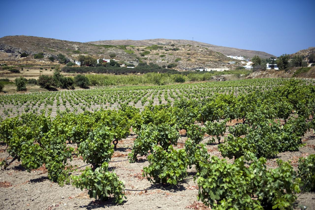 Casa rural Kostantakis Winery Estate *
